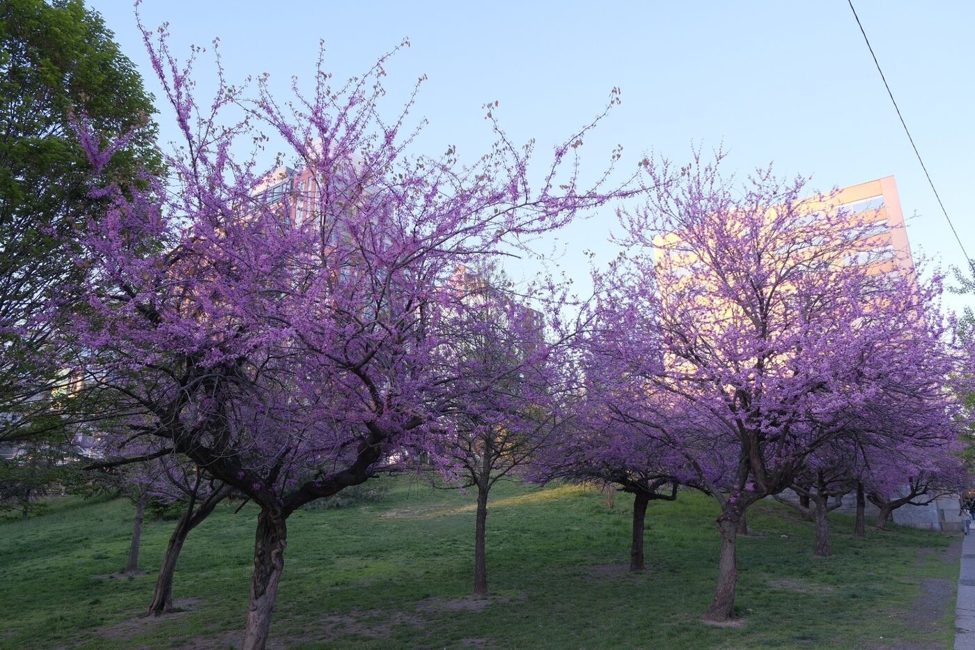 We Missed the DC Cherry Blossoms by Three Days